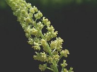 Reseda lutea 6, Wilde reseda, Saxifraga-Marijke Verhagen