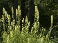 Reseda lutea 7, Wilde reseda, Saxifraga-Jan van der Straaten