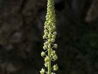 Reseda lutea 9, Wilde reseda, Saxifraga-Jan van der Straaten