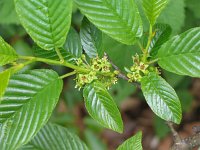 Rhamnus alpina 8, Saxifraga-Jasenka Topic