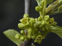 Rhamnus alpina ssp alpina 1, Saxifraga-Marijke Verhagen