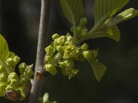 Rhamnus alpina ssp alpina 2, Saxifraga-Marijke Verhagen