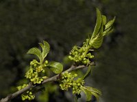 Rhamnus alpina ssp alpina 3, Saxifraga-Marijke Verhagen