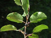 Rhamnus alpina ssp alpina 6, Saxifraga-Jan van der Straaten