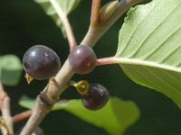 Rhamnus alpina ssp alpina 7, Saxifraga-Jan van der Straaten