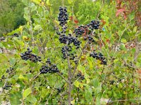 Rhamnus cathartica 18, Wegedoorn, Saxifraga-Hans Grotenhuis