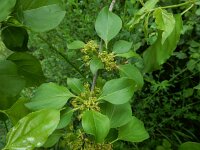 Rhamnus cathartica 21, Wegedoorn, Saxifraga-Ed Stikvoort : Loire bij Feurs s9900