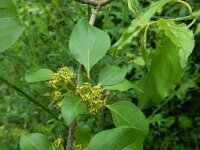 Rhamnus cathartica 22, Wegedoorn, Saxifraga-Ed Stikvoort : Loire bij Feurs s9900