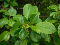 Rhamnus cathartica 23, Wegedoorn, Saxifraga-Ed Stikvoort