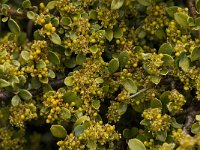 Rhamnus myrtifolia 5, Saxifraga-Willem van Kruijsbergen