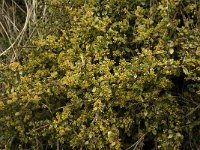 Rhamnus myrtifolia 9, Saxifraga-Jan van der Straaten