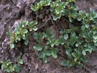 Rhamnus pumila 17, Saxifraga-Jan van der Straaten