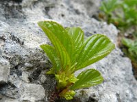 Rhamnus pumila 10, Saxifraga-Rutger Barendse