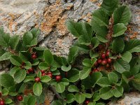 Rhamnus pumila 11, Saxifraga-Harry Jans