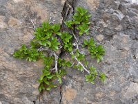 Rhamnus pumila 14, Saxifraga-Harry Jans