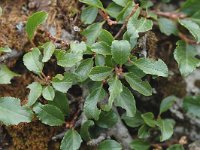 Rhamnus pumila 2, Saxifraga-Jan van der Straaten