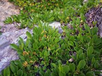 Rhamnus pumila 5, Saxifraga-Jeroen Willemsen