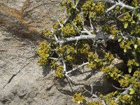 Rhamnus pumila 6, Saxifraga-Jan van der Straaten