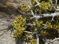 Rhamnus pumila 7, Saxifraga-Jan van der Straaten