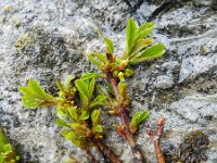 Rhamnus pumila 9, Saxifraga-Rutger Barendse