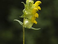 Rhinanthus angustifolius, Greater Yellow-rattle