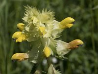 Rhinanthus angustifolius 90, Grote ratelaar, Saxifraga-Willem van Kruijsbergen