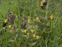 Rhinanthus angustifolius 91, Grote ratelaar, Saxifraga-Willem van Kruijsbergen