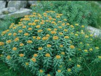 Rhodiola rosea 25, Saxifraga-Jan van der Straaten