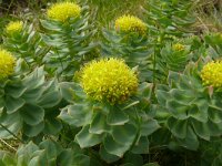 Rhodiola rosea, 27, Saxifraga-Hans Grotenhuis