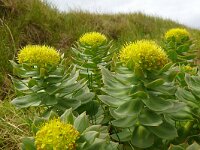 Rhodiola rosea, 28, Saxifraga-Hans Grotenhuis