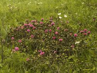 Rhododendron ferrugineum 1, Saxifraga-Marijke Verhagen