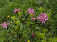 Rhododendron ferrugineum 10, Saxifraga-Willem van Kruijsbergen