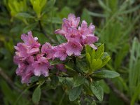 Rhododendron ferrugineum 11, Saxifraga-Willem van Kruijsbergen