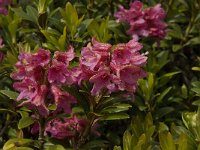 Rhododendron ferrugineum 22, Saxifraga-Willem van Kruijsbergen