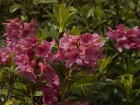 Rhododendron ferrugineum 23, Saxifraga-Willem van Kruijsbergen