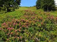 Rhododendron ferrugineum 28, Saxifraga-Ed Stikvoort