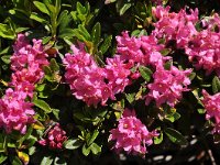 Rhododendron ferrugineum 42, Saxifraga-Harry Jans