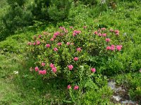 Rhododendron ferrugineum 9, Saxifraga-Dirk Hilbers