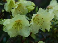 Rhododendron lutea, Common Yellow Azalea