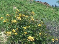 Rhododendron luteum 2, Saxifraga-Jan van der Straaten