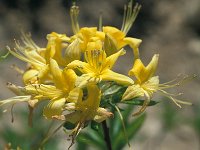 Rhododendron luteum 7, Saxifraga-Jan van der Straaten