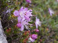 Rhodothamnus chamaecistus 30, Saxifraga-Luuk Vermeer