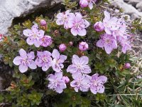 Rhodothamnus chamaecistus 31, Saxifraga-Luuk Vermeer