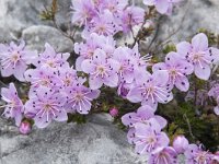 Rhodothamnus chamaecistus 34, Saxifraga-Luuk Vermeer