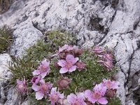 Rhodothamnus chamaecistus 36, Saxifraga-Luuk Vermeer