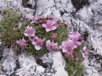 Rhodothamnus chamaecistus 37, Saxifraga-Luuk Vermeer