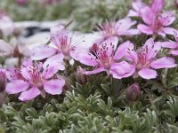 Rhodothamnus chamaecistus 39, Saxifraga-Luuk Vermeer