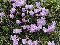 Rhodothamnus chamaecistus 52, Saxifraga-Luuk Vermeer