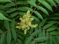 Rhus typhina 5, Azijnboom, Saxifraga-Ed Stikvoort : droogbloemen Breda