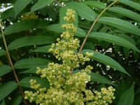 Rhus typhina 6, Azijnboom, Saxifraga-Ed Stikvoort : droogbloemen Breda